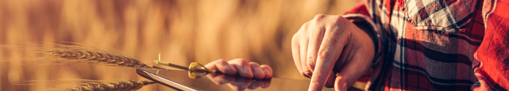 Person in wheat field using tablet